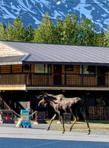 A moose out for a casual stroll through the town of Moose Pass.